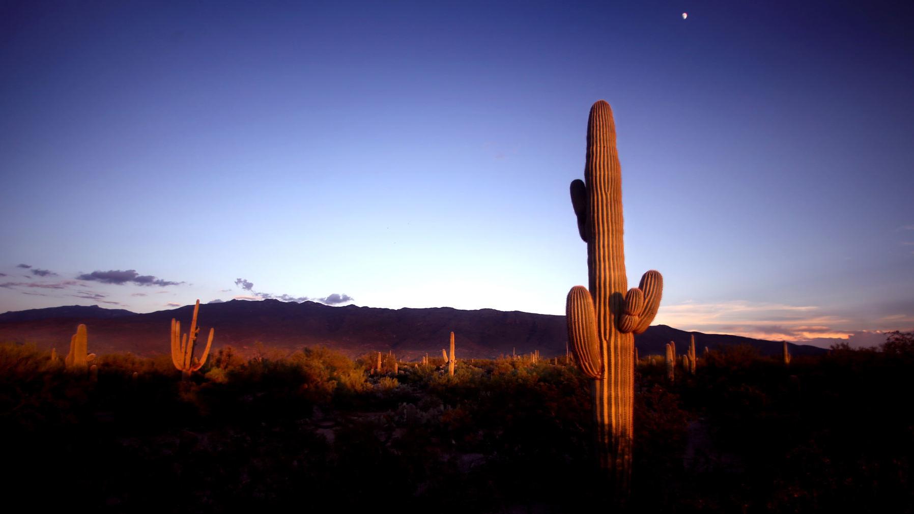 Saguaro National Park entrance fees will increase next year